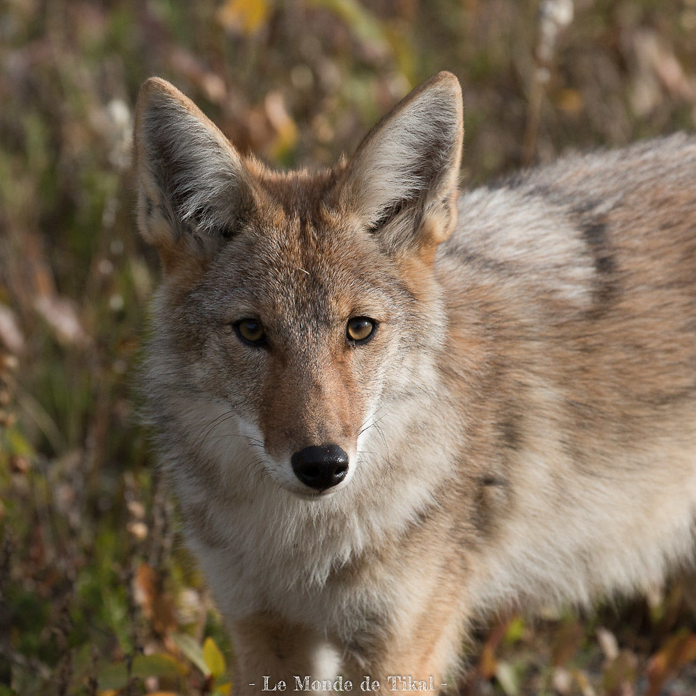 Coyote