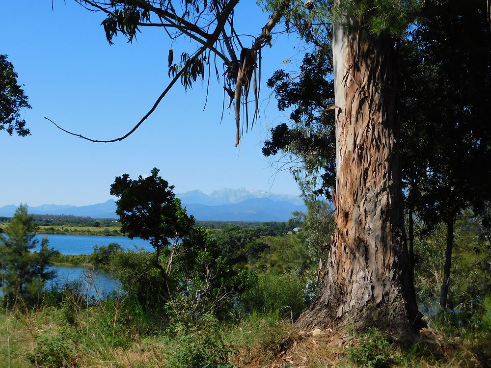 Dans la campagne d'Aléria