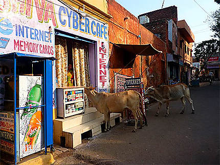 Vaches au cybercafé