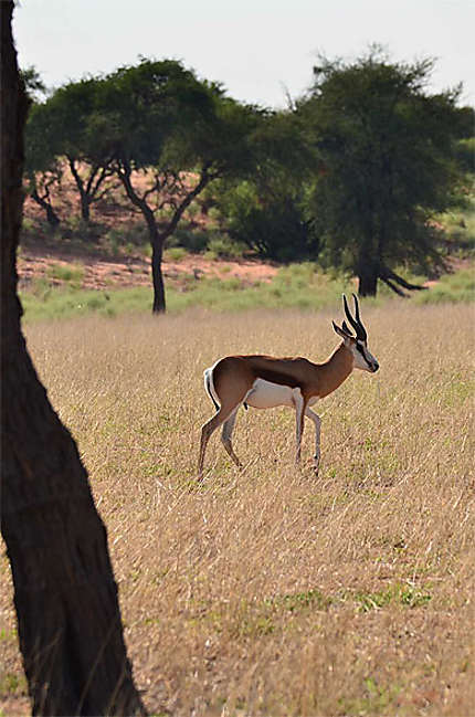 Springbok, Kalahari