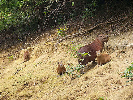 Famille capibaras