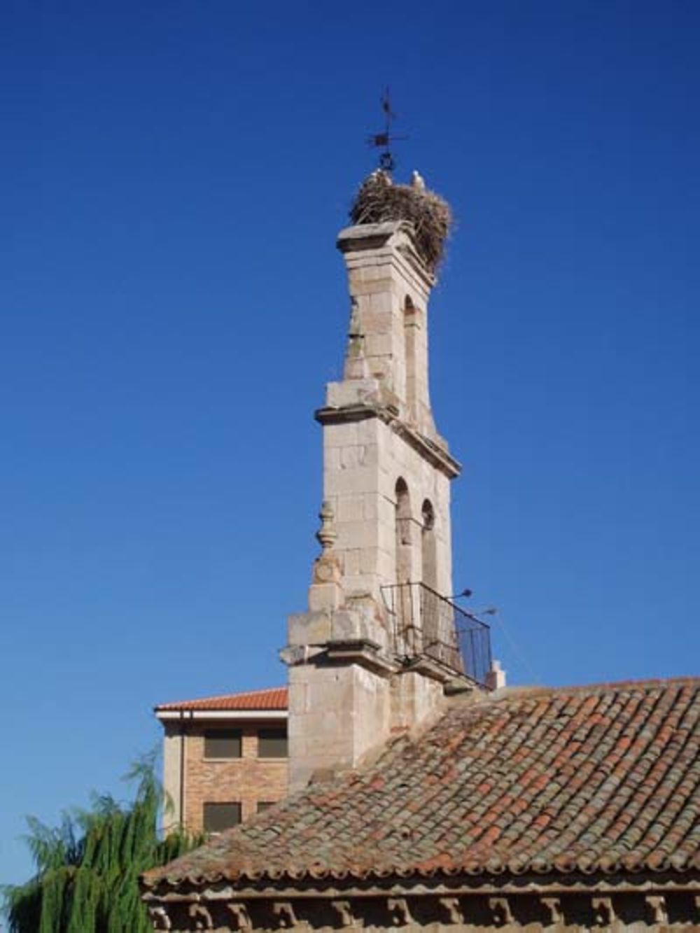 Cigognes à Zamora