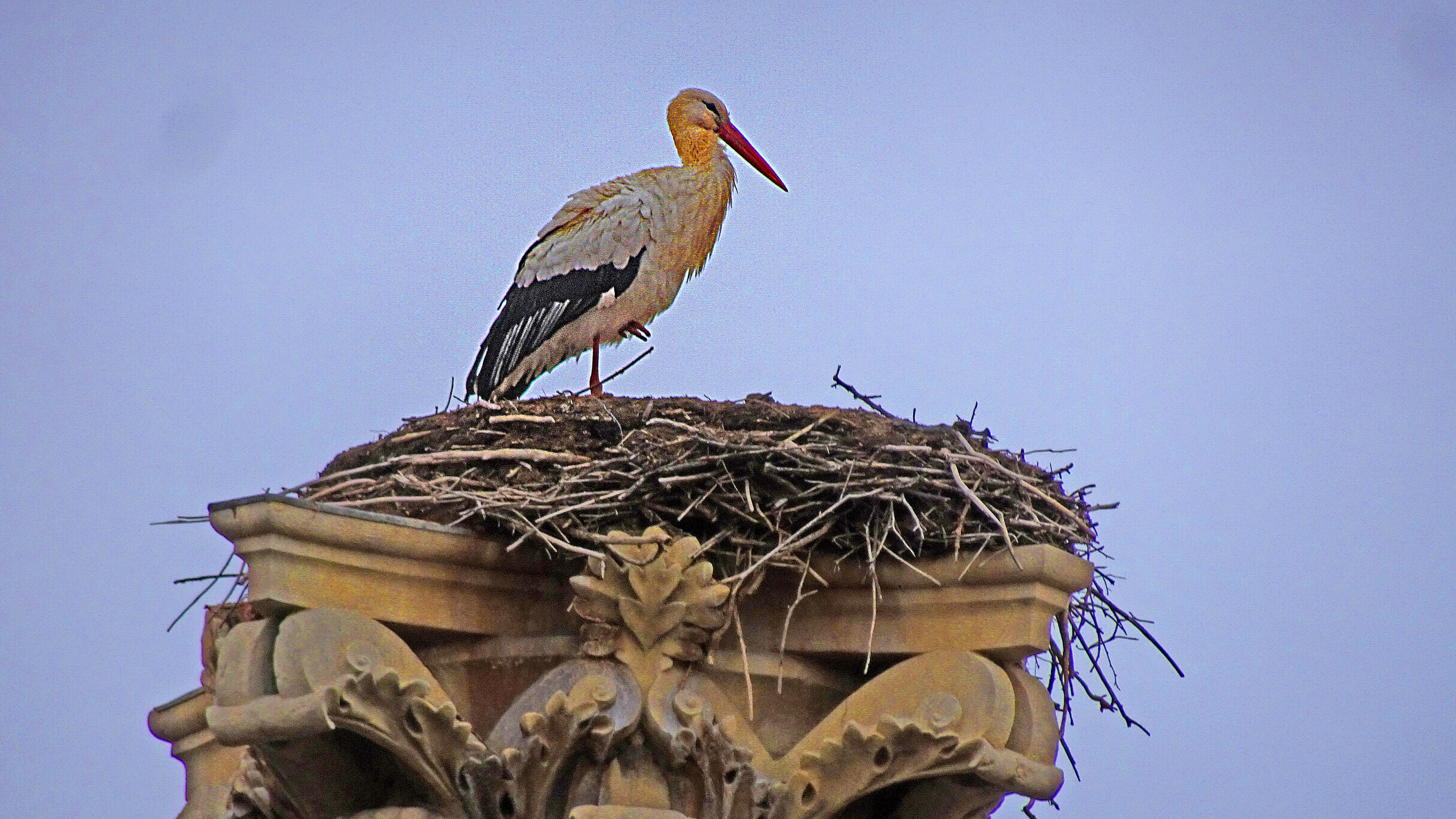 Cigogne à León Cigogne à León