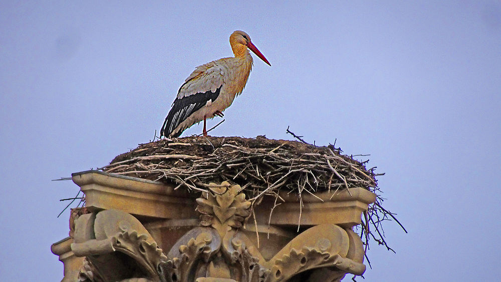 Cigogne à León