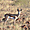 Springbok, Palmwag