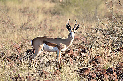 Springbok, Palmwag