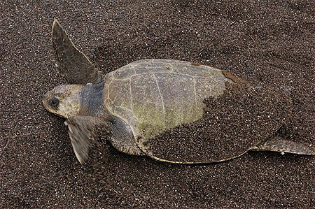 Tortue sur la plage los buzos à Cambutal Tortue sur la plage los buzos à Cambutal