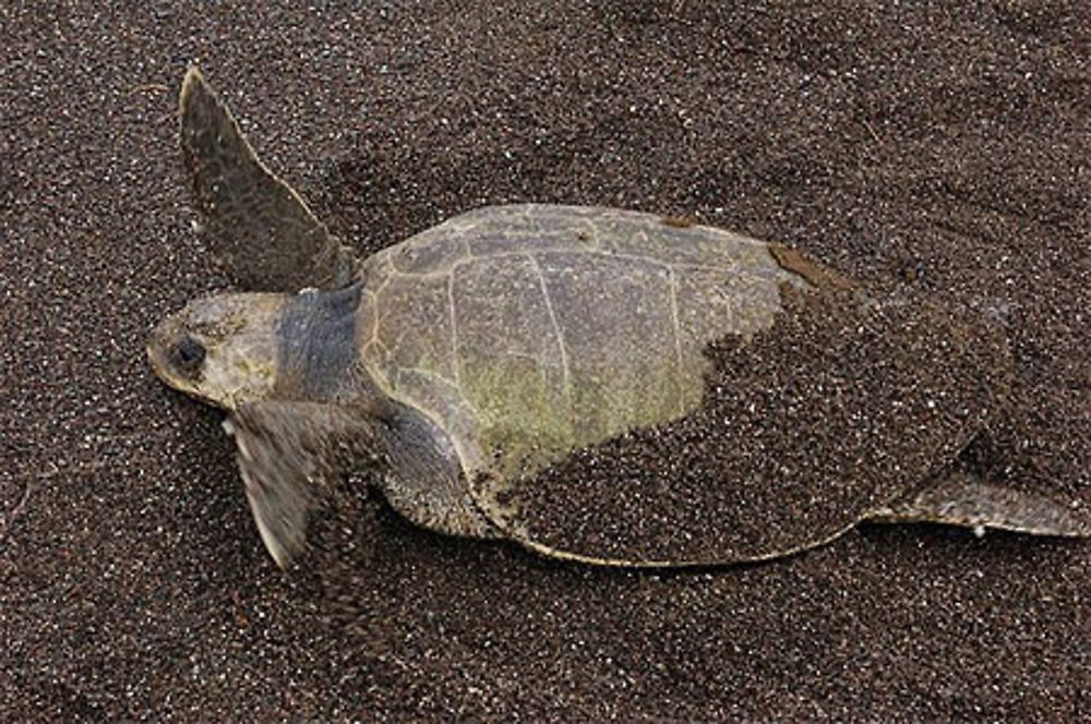 Tortue sur la plage los buzos à Cambutal