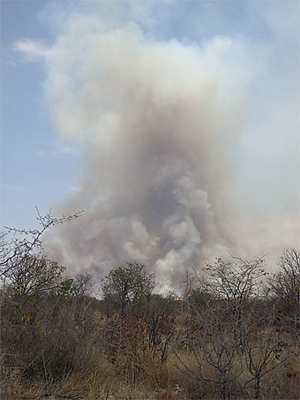 Incendie dans le parc