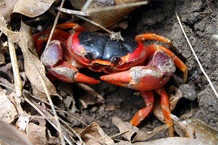 Crabe Touloulou Crabe Touloulou