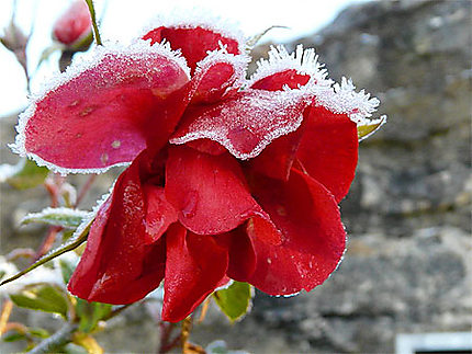 Une rose en hiver