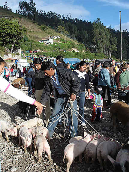Porcs au marché d'Otavalo