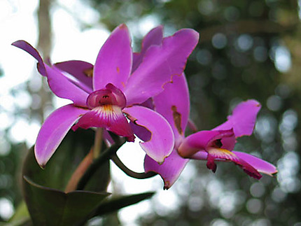 L'orchidée de l'Amazonie