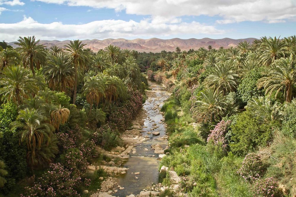 Aurès - El Kantara - Oasis