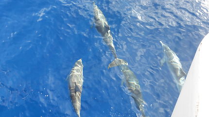 Dauphins dans l'océan