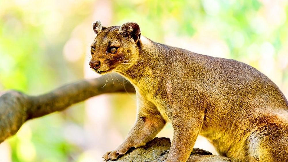 Parc national de Marojejy à Madagascar