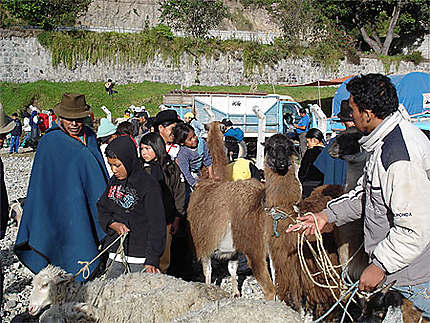 Lamas au marché d'Otavalo
