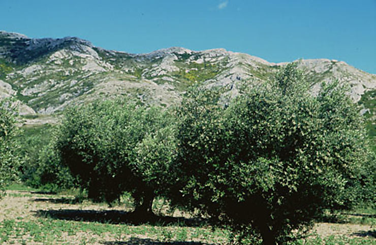 L'olivier en Provence