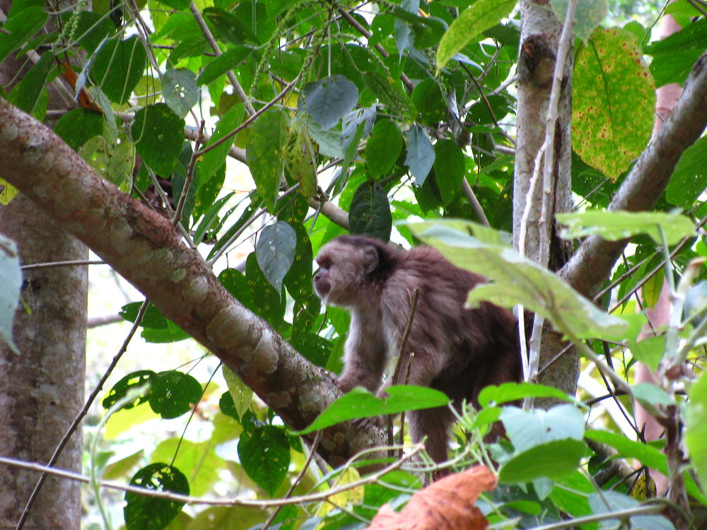 Singe du podocarpus