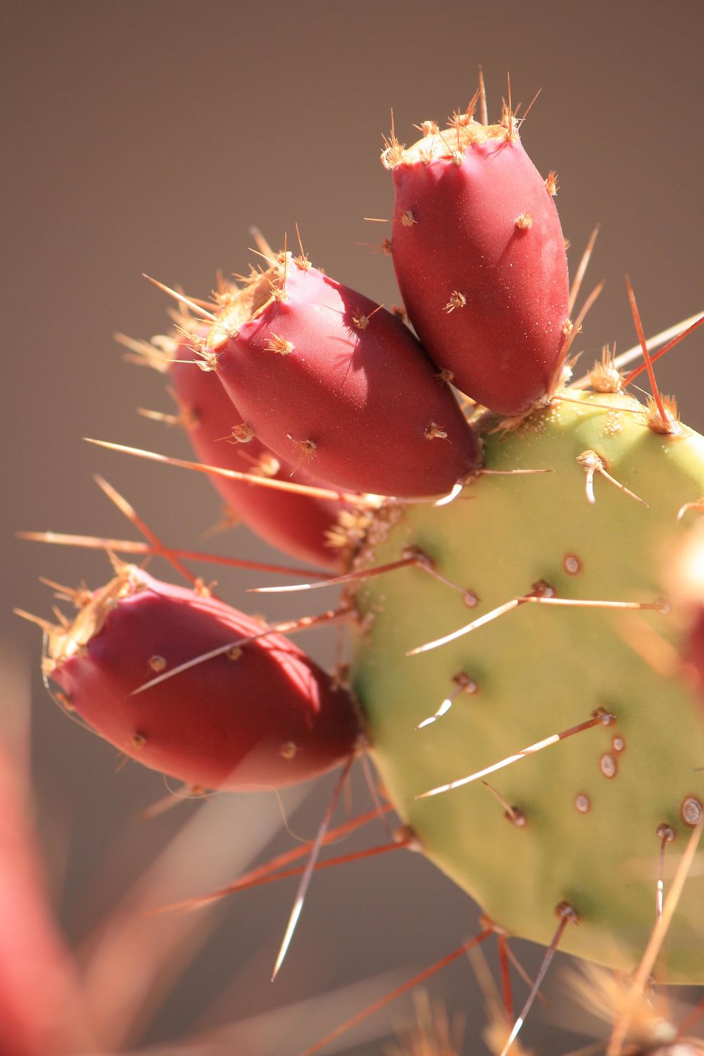 Fleurs de cactus