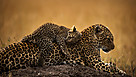 La faune du Kenya