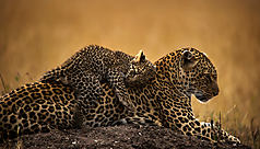 La faune du Kenya