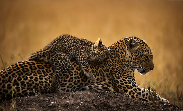 kenya-leopard.1600968.w630.jpg