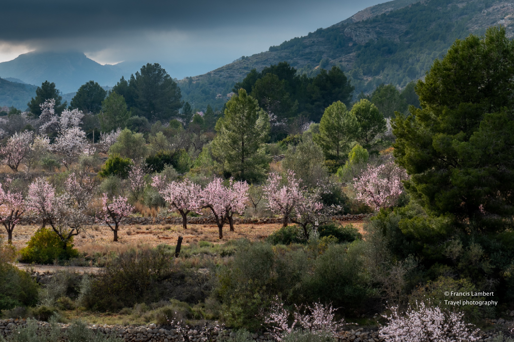 Amandiers en fleurs Amandiers en fleurs