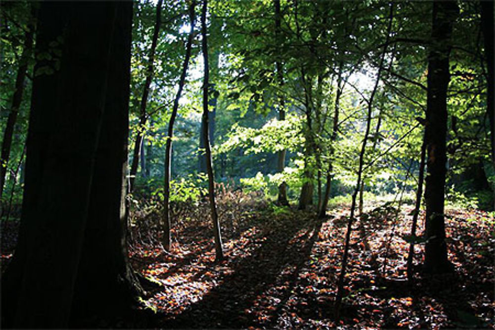 Fin d'été en Forêt de Soignes