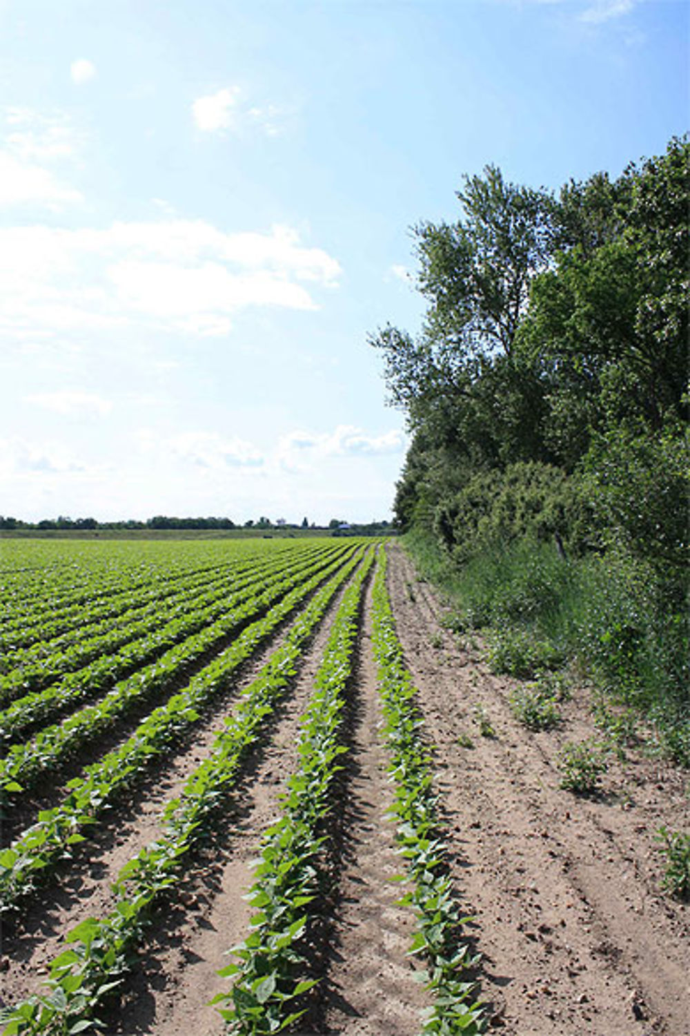 Maraîchage en vallée de la Loire