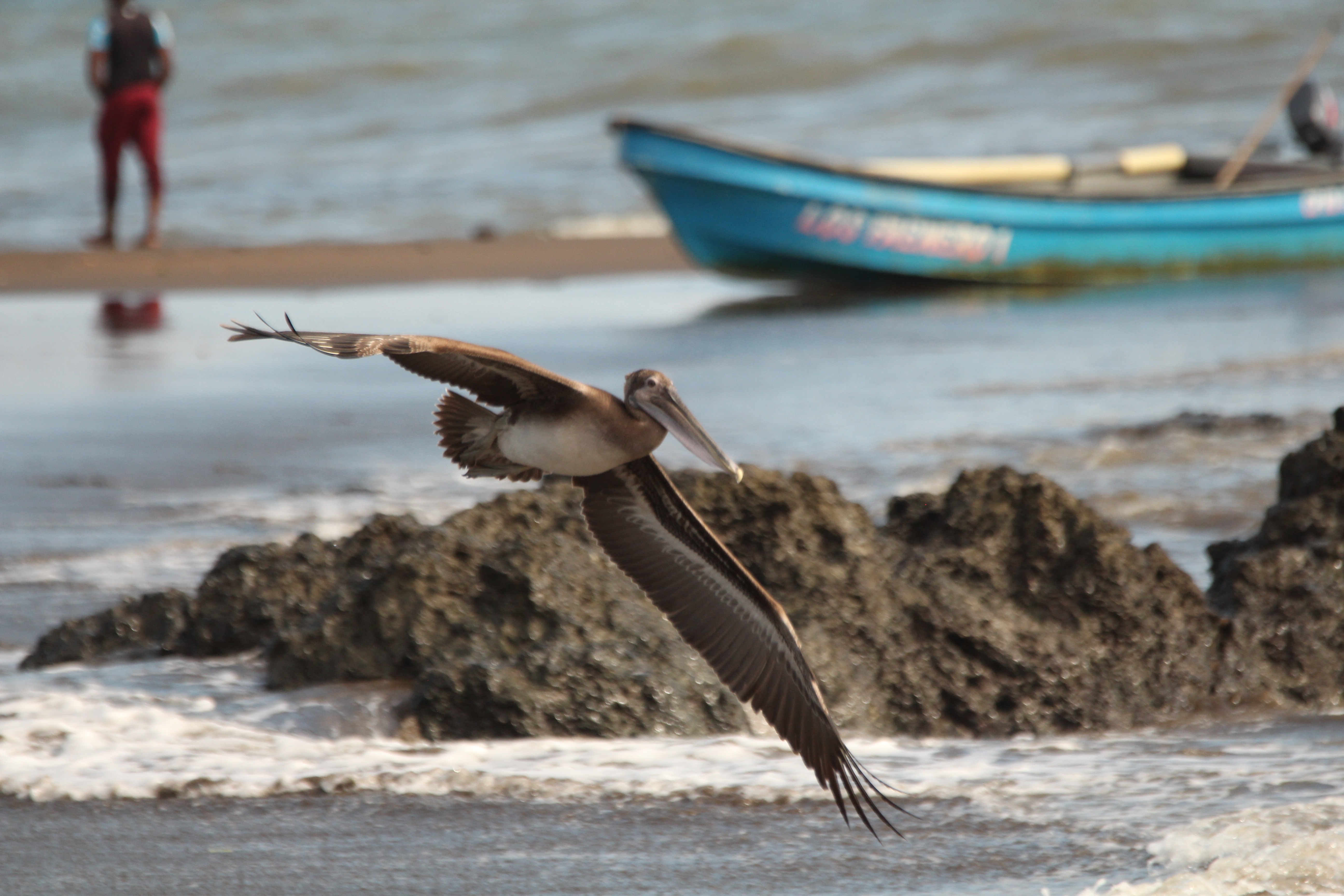 Pélican Pélican
