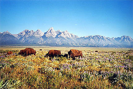 Bisons dans le Parc National du Grand Teton