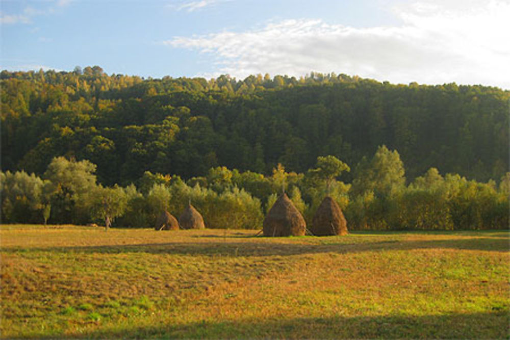 Transylvanie bucolique