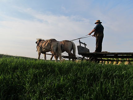 USA - Strasburg - Amish travail au champs