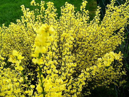 De jolies fleur jaune décorent aussi bien