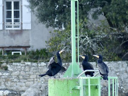 Trois superbes cormorans 