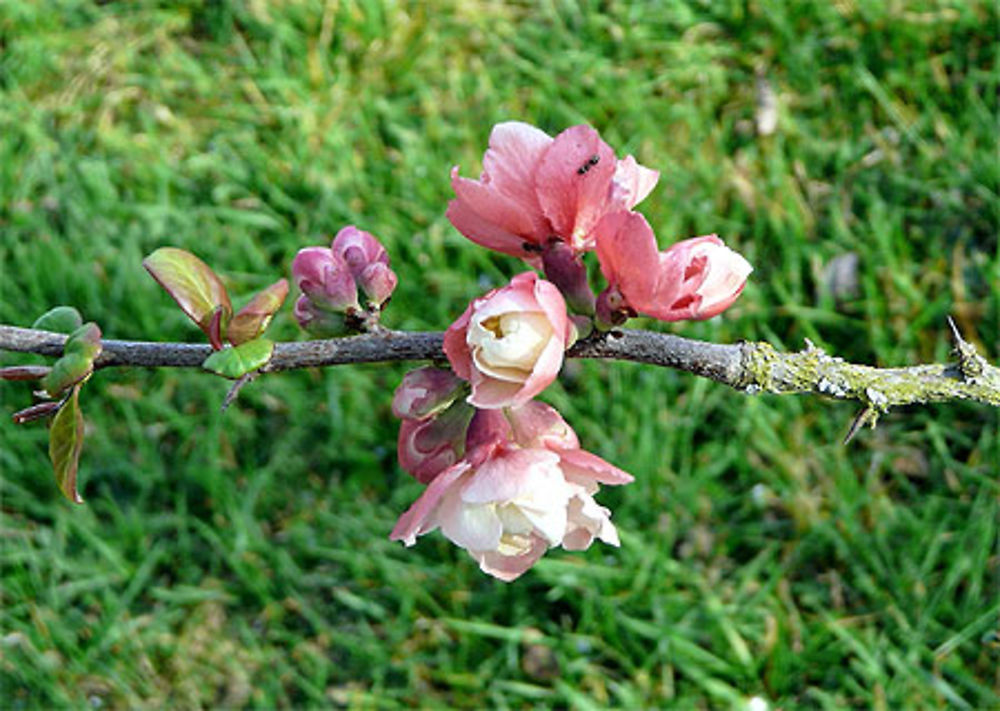 Fleurs de pommier du Japon au printemps