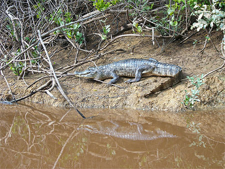 Caïman en Amazonie Caïman en Amazonie