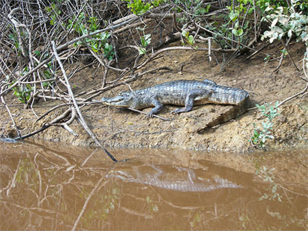 Caïman en Amazonie