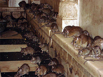 Temple des rats