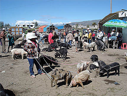 Le marché des animaux