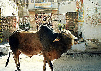 Vache dans les rues