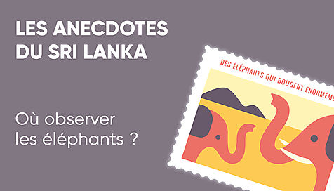 Le saviez-vous ? Découvrez nos anecdotes sur le Sri Lanka !