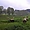 Moutons à Saint-Merd-la-Breuille, Creuse