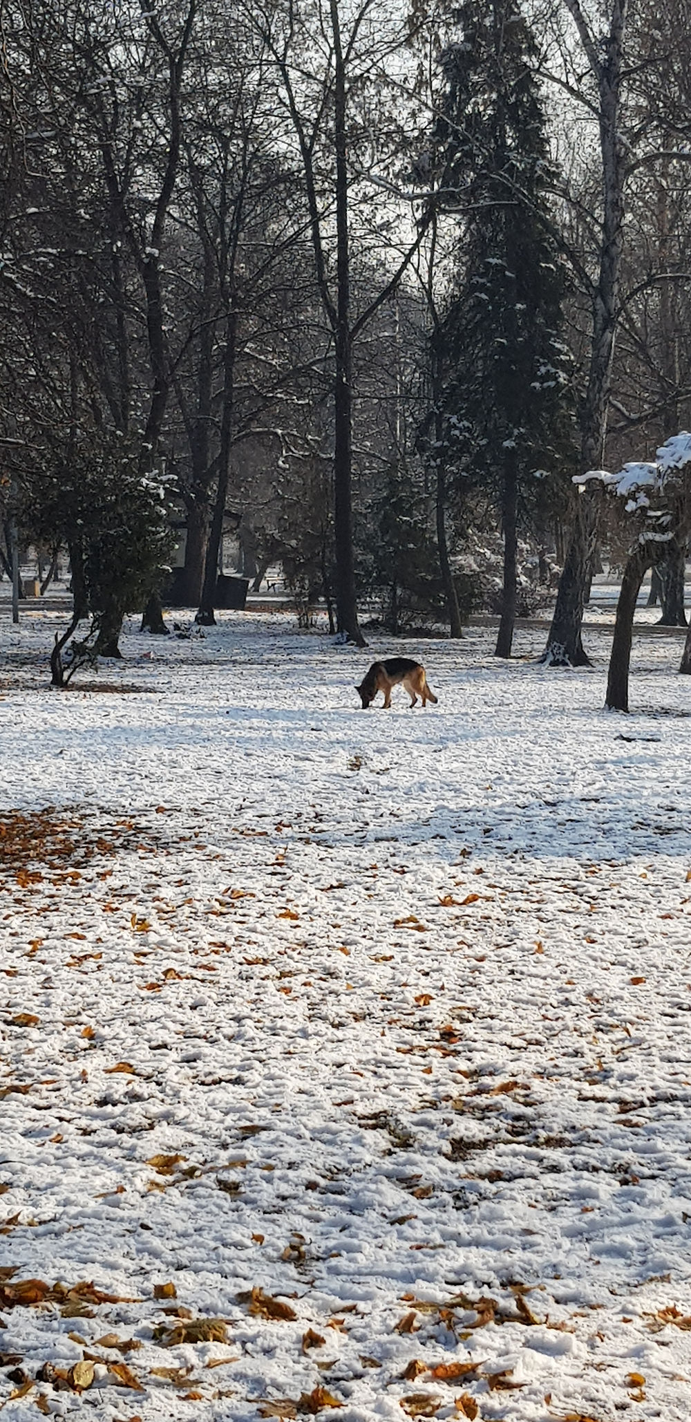 Timo park en hiver