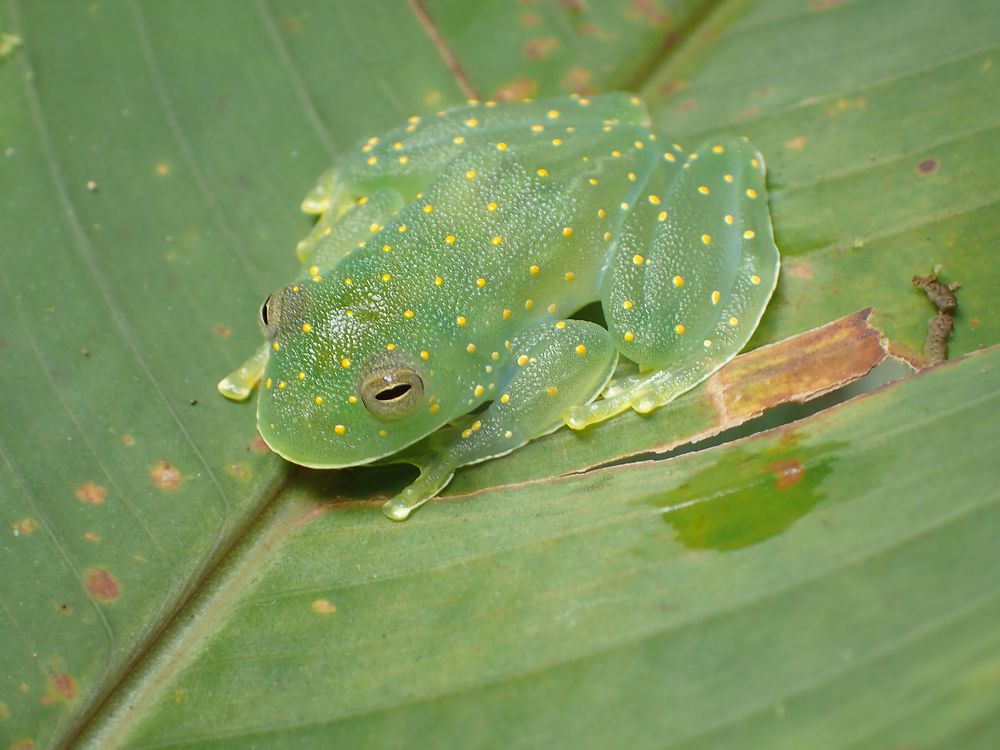 Grenouille de verre