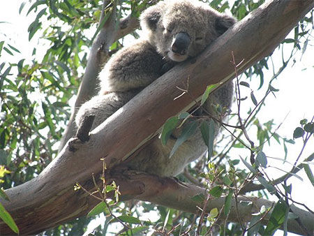 Koala, aux environs de Geelong