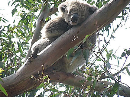 Koala, aux environs de Geelong