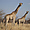 Girafes dans le parc Etosha