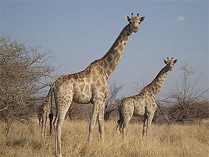 Girafes dans le parc Etosha